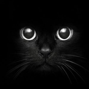 КАК КОШКА УКАЗЫВАЕТ НА ПРИСУТСТВИЕ НЕГАТИВА В ВАШЕМ ДОМЕ