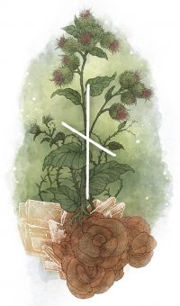 Наутиз