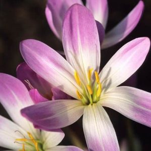 БЕЗВРЕМЕННИК ОСЕННИЙ – ЛУГОВОЙ ШАФРАН <br>(CÓLCHICUM AUTUMNÁLE) Это довольно жуткое растение, на которое стоит посмотреть… его отталкивающие бледно-розовые цветы вырастают из голой земли в середине сентября, и кажется, что они светятся потусторонним светом. В первый раз, когда я наткнулась на участок с этими странными цветами, я не поверила своим глазам. Крокусы осенью? Без листьев? Почему они так светятся? Много лет спустя выяснилось, что все это растение чрезвычайно ядовито, не имеет отношения к настоящим крокусам и его листья действительно появляются ранней весной, чтобы собирать солнечный свет и хранить его в луковице.