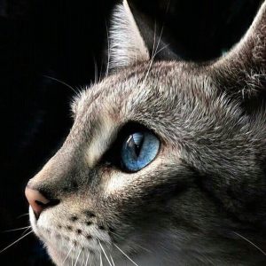 КАК ВЫЛЕЧИТЬСЯ С ПОМОЩЬЮ КОШКИ Разный целебный эффект оказывают эти животные в зависимости от пола. Например, точно установлено, что кошки оказывают лучший лечебный эффект, чем коты. Причем кошки оказывают положительное воздействие на людей с заболеваниями нервной системы и внутренних органов, а коты — на тех, кто страдает от остеохондроза, радикулита и артроза. Кастрированные коты и стерелизованные кошки теряют большую часть своих способностей.