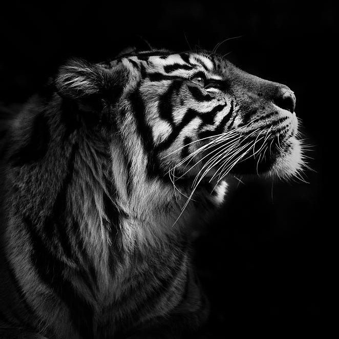 ТОТЕМ ТИГР Тигр — это творец и разрушитель одновременно. Тигры слеплены из того материала, из какого делают революционеров и вождей.