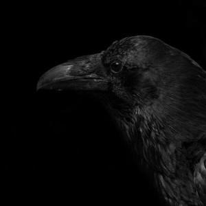 ЧЕРНЫЙ РИТУАЛ «ЦАРЬ ВОРОНОВ» Этот ритуал как обращение к воронову царю. Ворон-это проводник между мертвым и живым миром. Многие колдуны держат у себя ворона, вселяя в него своего помощника. У ворона интеллект 6-летнего ребенка, очень разумная птица. Сущности, которых мы наделяем человеческими чертами, отвечают нам тем же. Поскольку тем самым мы проявляем свое уважение к их силам, они с тем же рвением будут помогать нам в наших просьбах и работе.