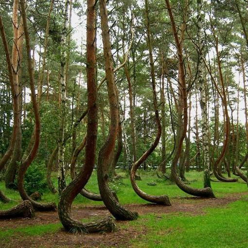 КРИВОЙ ЛЕС <br>ПОЛЬША На западе Польши, неподалеку от города Грыфино, находится таинственный «Кривой лес», посаженный в 1930 году. Необычен он тем, что на его территории растут деревья, внешне непохожие ни на какие другие.