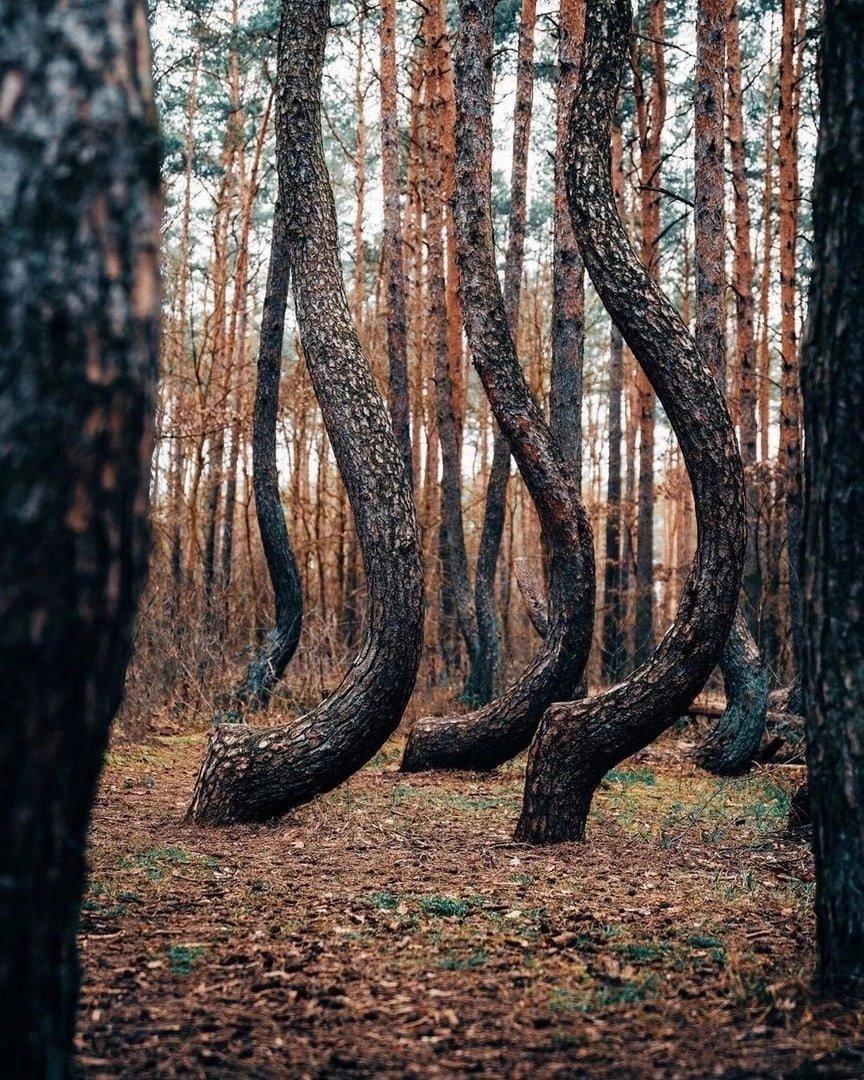 Изогнутый лес в Польше