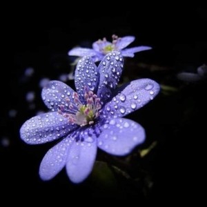 КАББАЛИСТИЧЕСКАЯ СИЛА ПСАЛМА 20 Смешайте в чаше розовое масло, воду и соль, читайте над ним семь раз этот псалом со святым именем и соответствующей молитвой, в тишине и благоговении. Затем смажьте своё лицо и руки, окропите свою одежду. Вы будете защищены от всех опасностей и страданий в этот день. Если Вы должны явиться в суд, сделайте всё так, как описано, и таким образом, Вы будете оправданы.