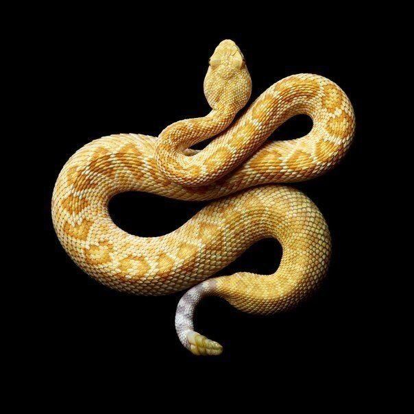 СИМВОЛ И ОБРАЗ ЗМЕЯ Символ змея в высшей степени сложный и универсальный символ.