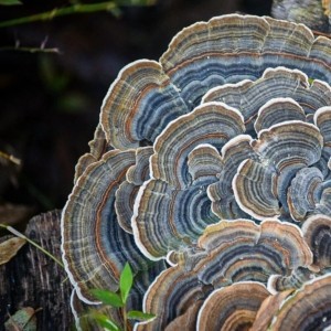 Траметес Разноцветный - гриб против рака и ковида, ноотроп и антидепрессант Trametes versicolor – также известный как Coriolus versicolor и Polyporus versicolor – это распространенный трутовик, гриб, встречающийся по всему миру.