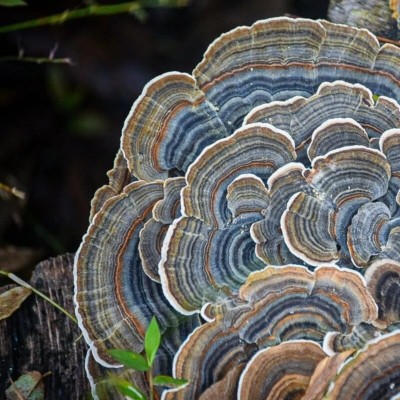 Траметес Разноцветный - гриб против рака и ковида, ноотроп и антидепрессант Trametes versicolor – также известный как Coriolus versicolor и Polyporus versicolor – это распространенный трутовик, гриб, встречающийся по всему миру.