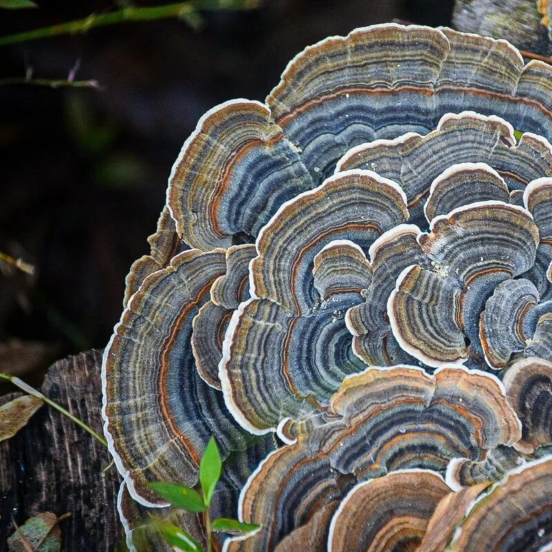 Траметес Разноцветный - гриб против рака и ковида, ноотроп и антидепрессант Trametes versicolor – также известный как Coriolus versicolor и Polyporus versicolor – это распространенный трутовик, гриб, встречающийся по всему миру.